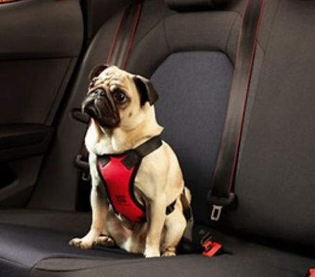 Safety dog harness medium